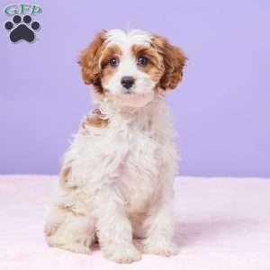 Clementine, Cavapoo Puppy